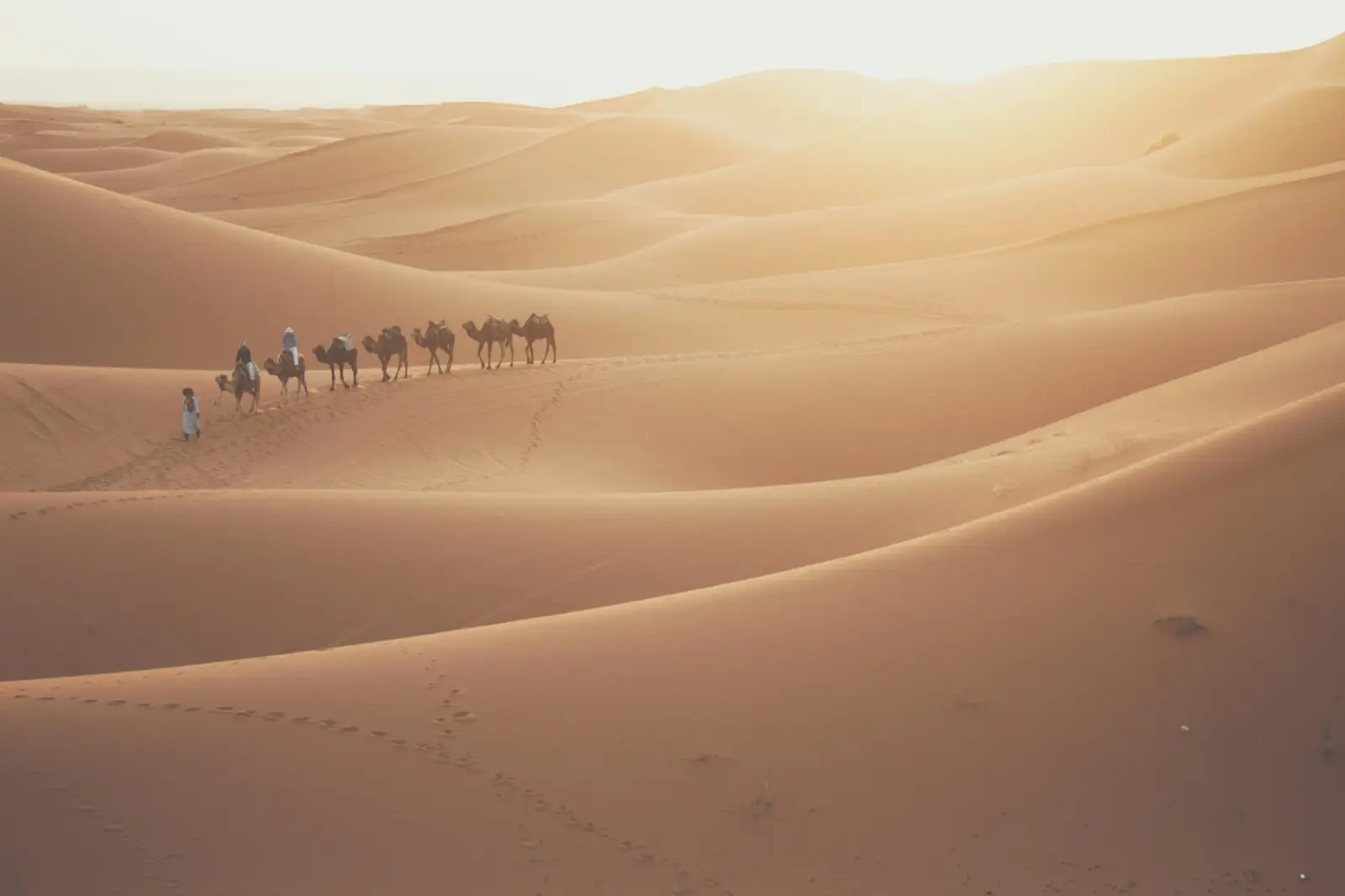 Camel Riding Activity In Morocco